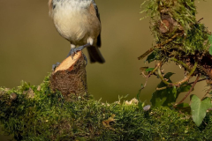 blackcap