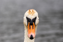 swan side head-on portrait