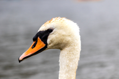 swan side on portrait