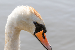 swan side on portrait