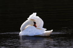 swan preening