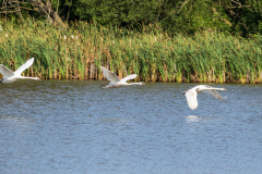 swans in flight
