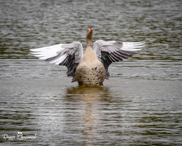 prints-aug-25-31-of-92