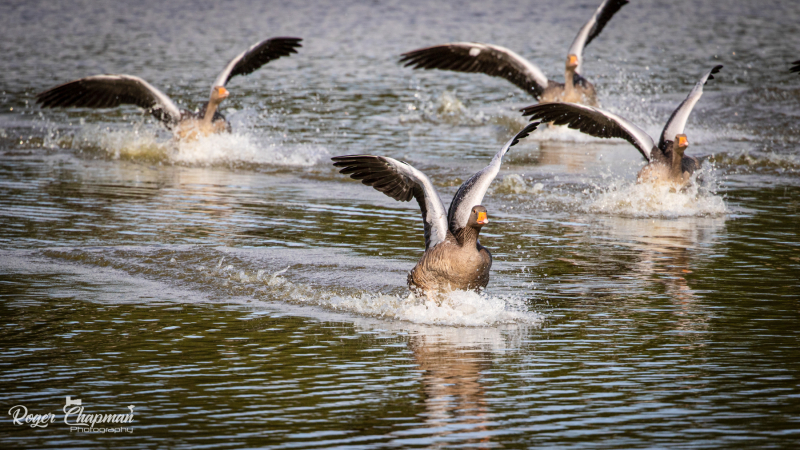 prints-aug-25-33-of-92