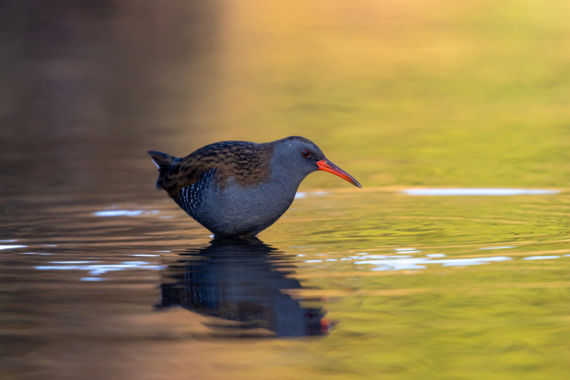 waterrail-1