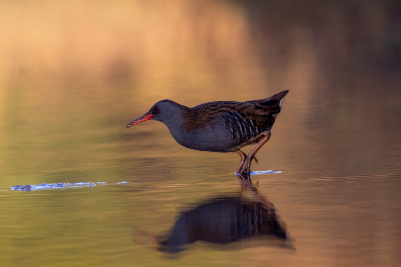 waterrail-2