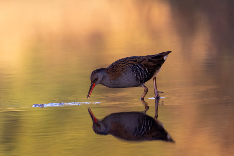 waterrail-3