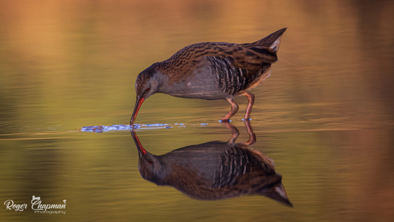 waterrail-6