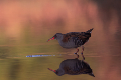 waterrail-4