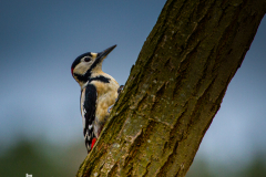 WoodPecker