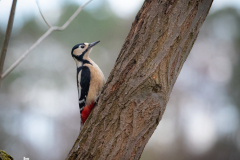 Great Spotted Woodpecker
